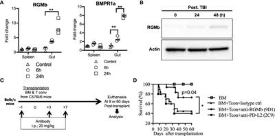 Immunoregulatory effects of RGMb in gut inflammation